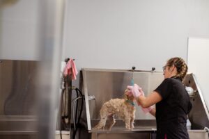 Photo by Goochie Poochie Grooming on Pexels