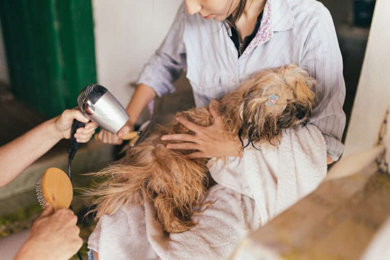 A young puppy being gently brushed by a person on a clean, sunlit floor with grooming tools nearby.