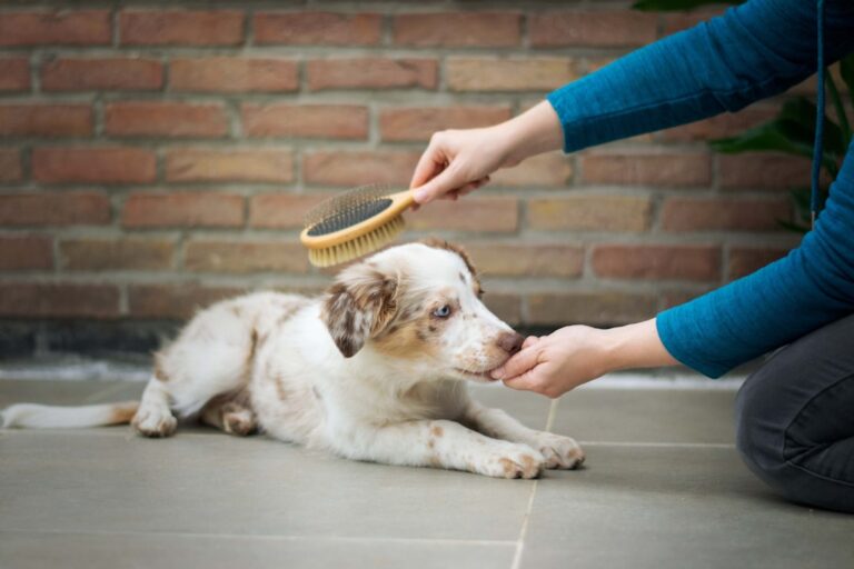 A person carefully using a flea comb to check a dog's fur for ticks and fleas on a sunny porch.