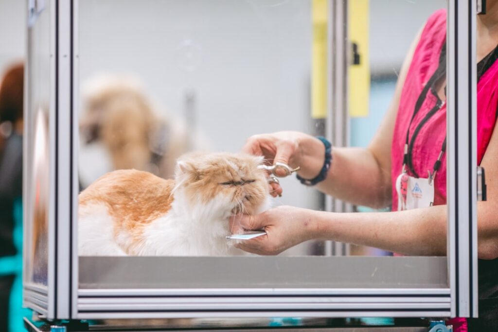 An elderly dog being gently brushed by a person using a soft grooming brush indoors.