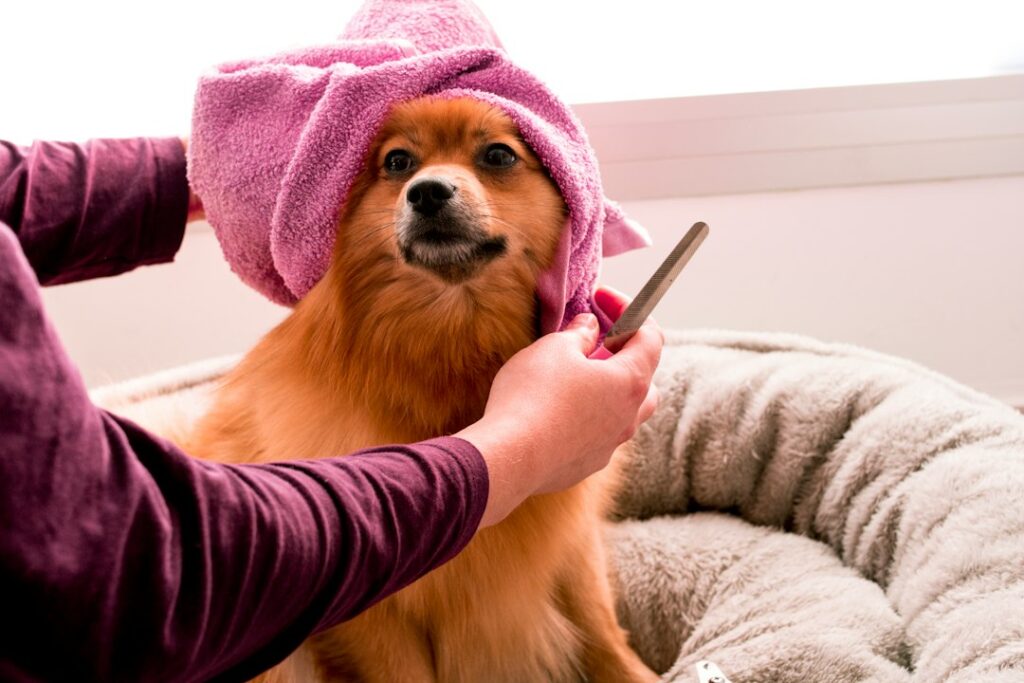 Dog owner gently brushes a dog outdoors beside grooming tools and a towel.