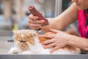 A person gently bathing a medium-sized dog in a home bathtub using a handheld shower sprayer.