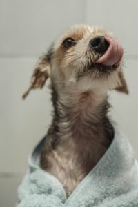 Person gently brushing a medium-sized dog's teeth with a pet toothbrush in a home setting.
