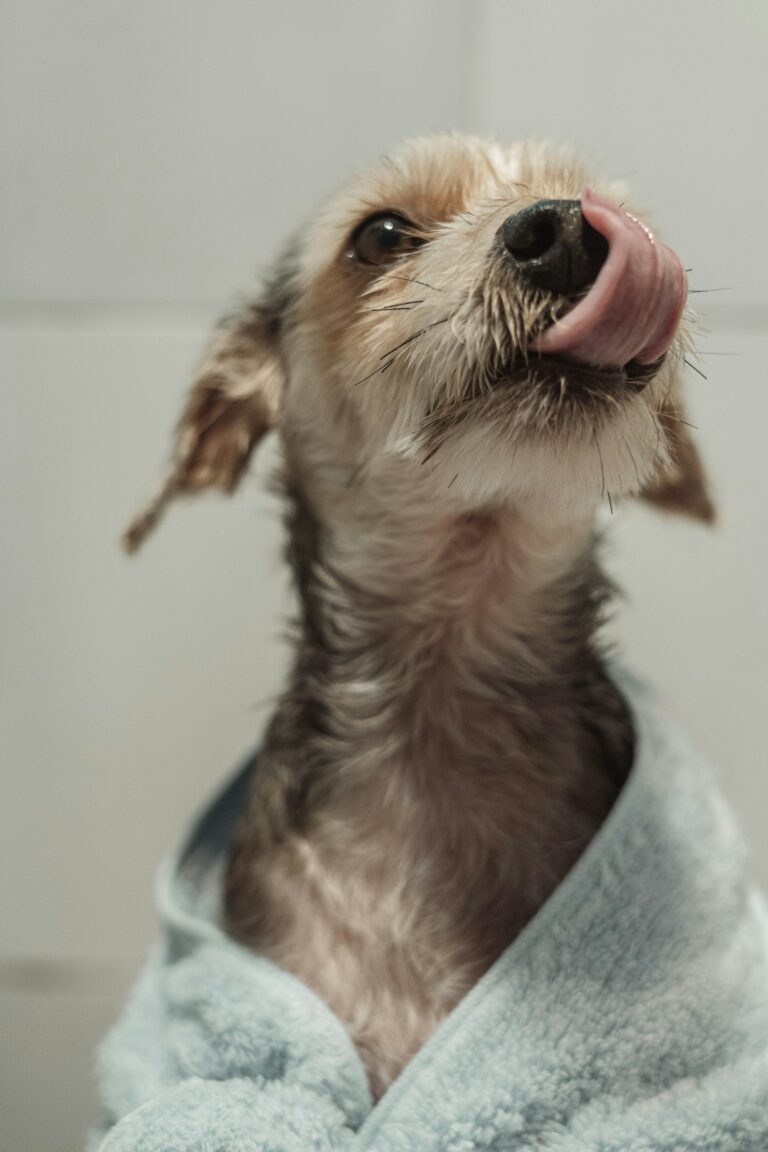 Person gently brushing a medium-sized dog's teeth with a pet toothbrush in a home setting.